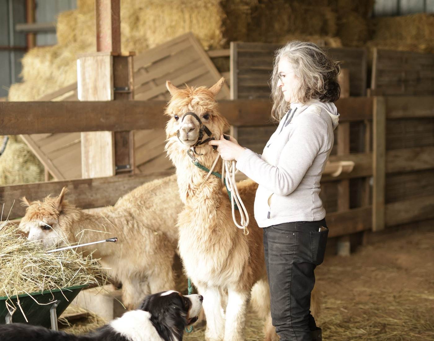 La médiation animale par les camélidés