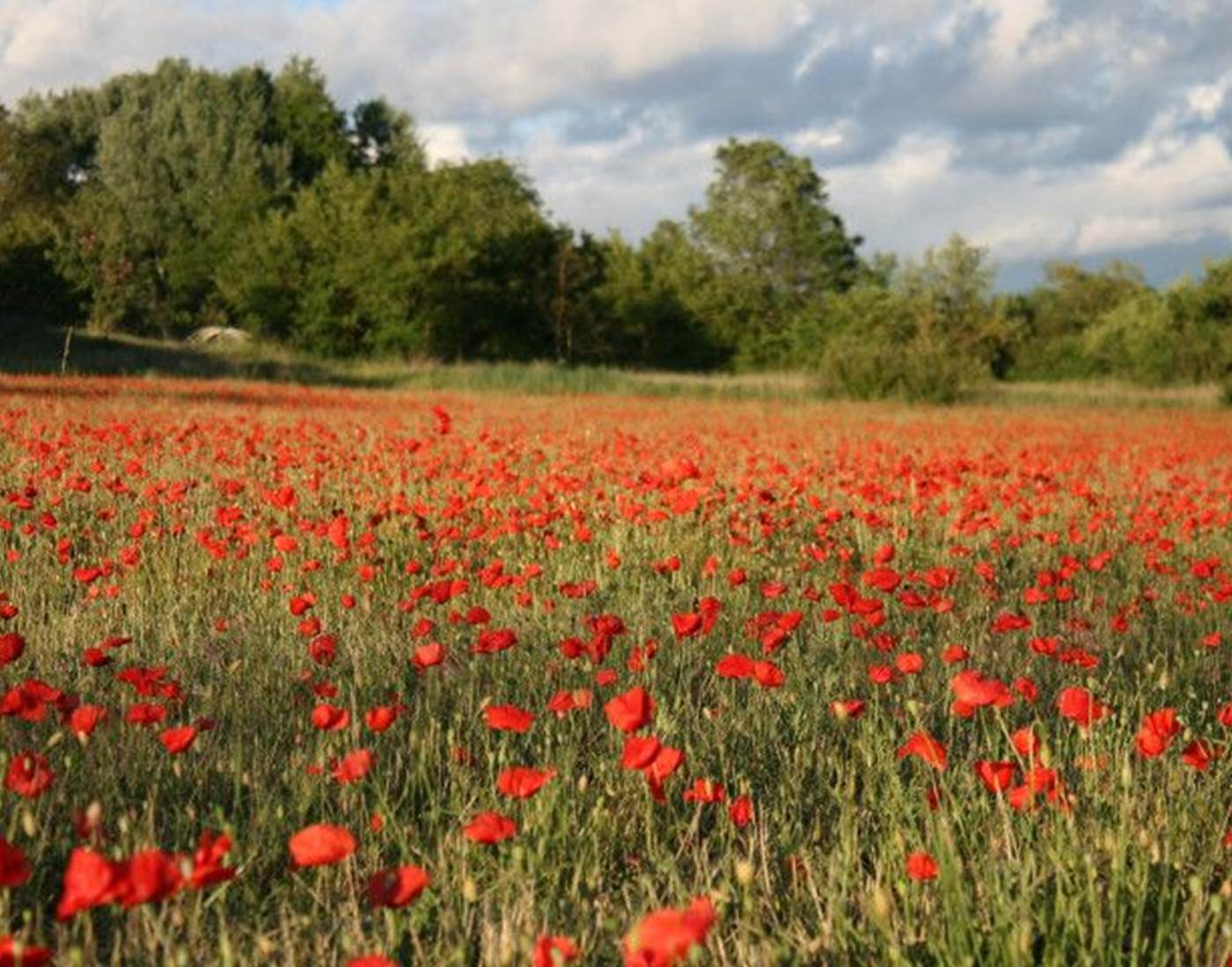 coquelicots