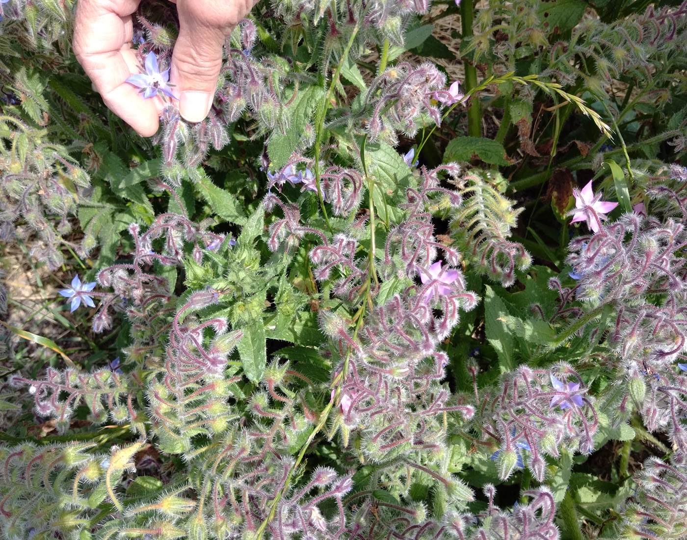 Récolte de plantes sauvages