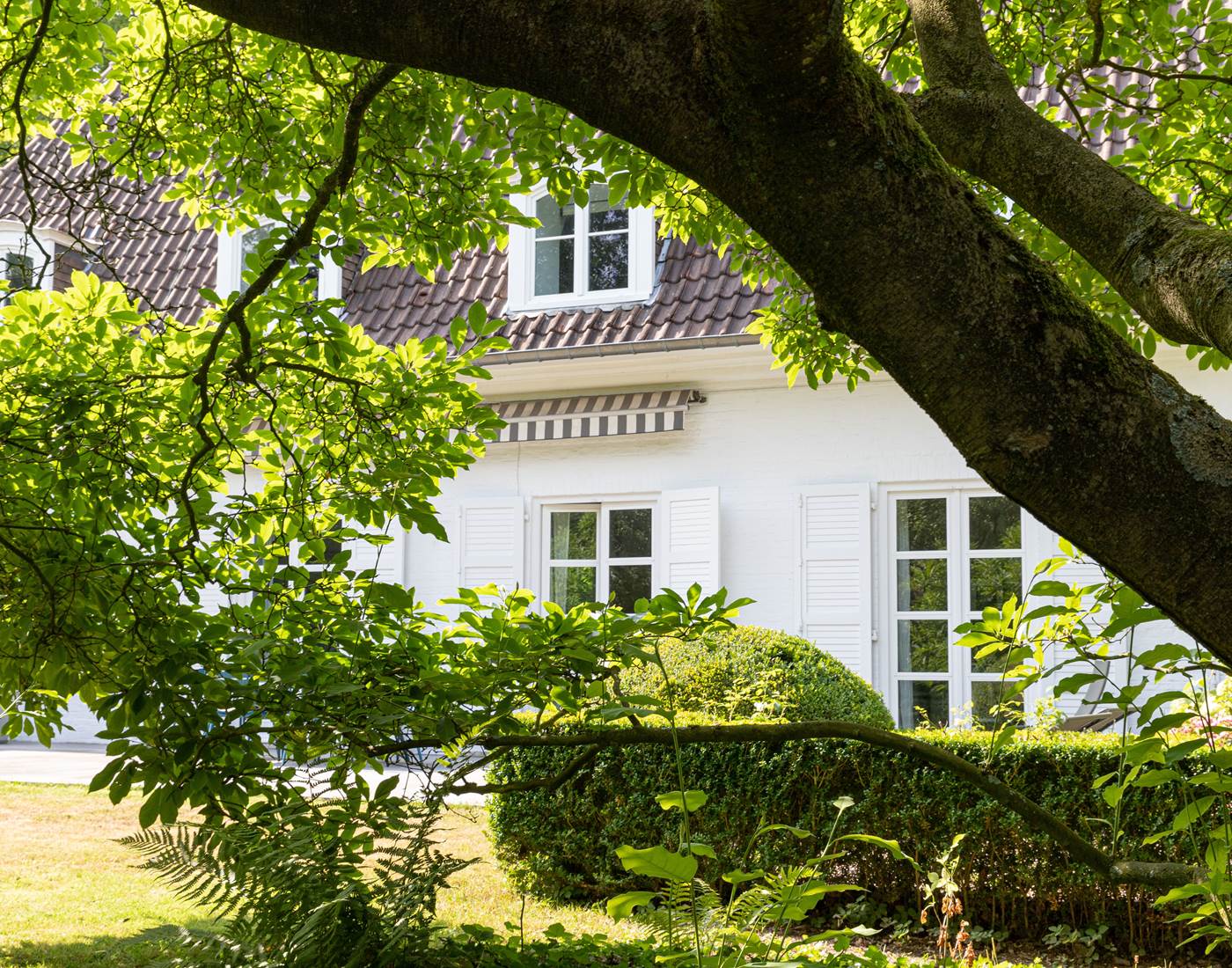 à l'ombre du magnolia