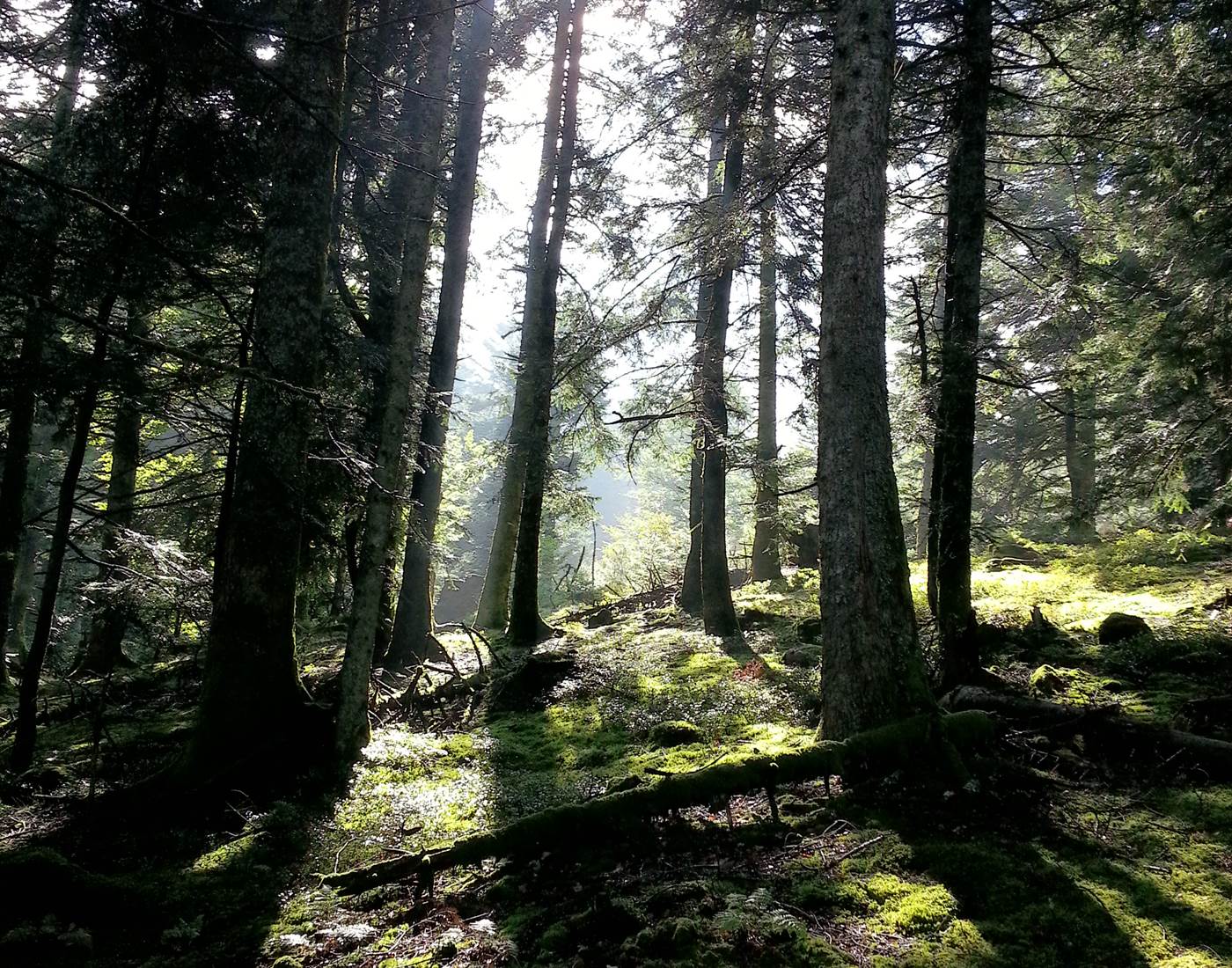 Féerie des sous-bois