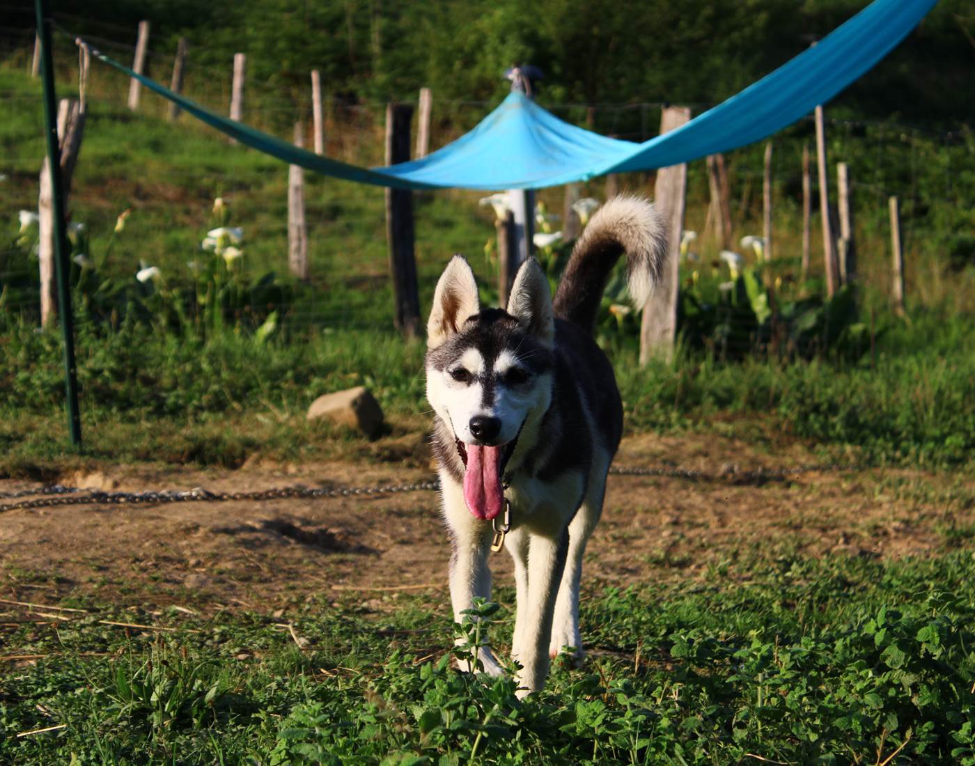 Scottish - Husky de Sibérie