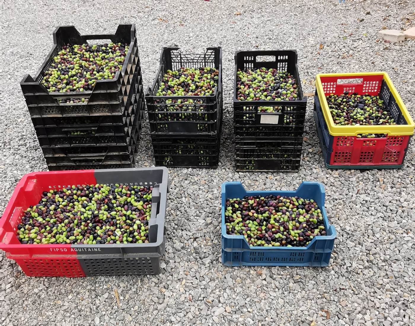 Récolte des olives à Le Coq du Nord-Mailhac