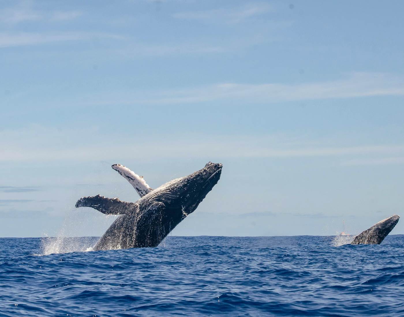 les baleines à bosse