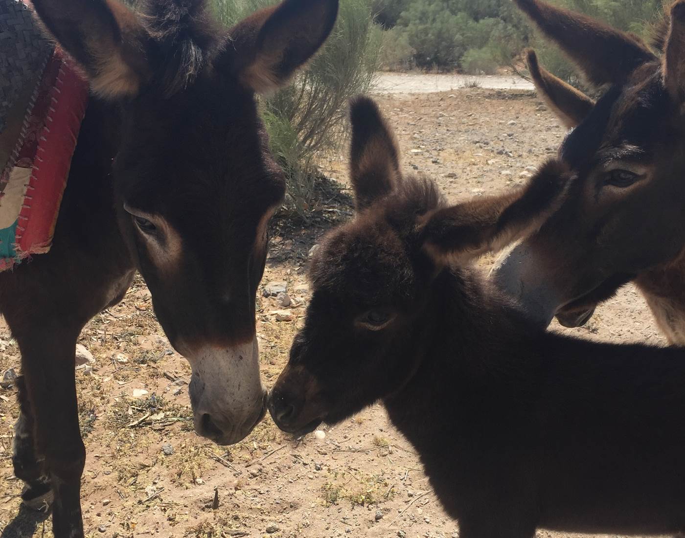 les anes  sur la piste