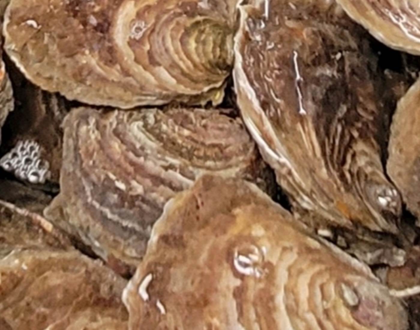 Huîtres du Bélon-page