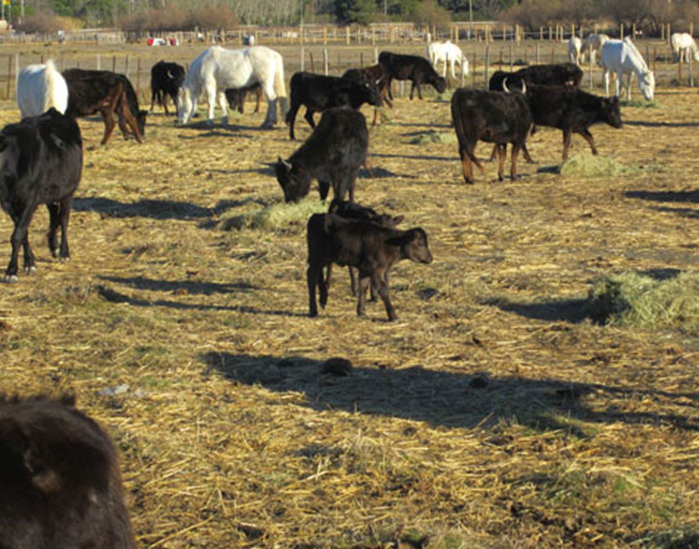 Taureaux et chevaux en pâturage