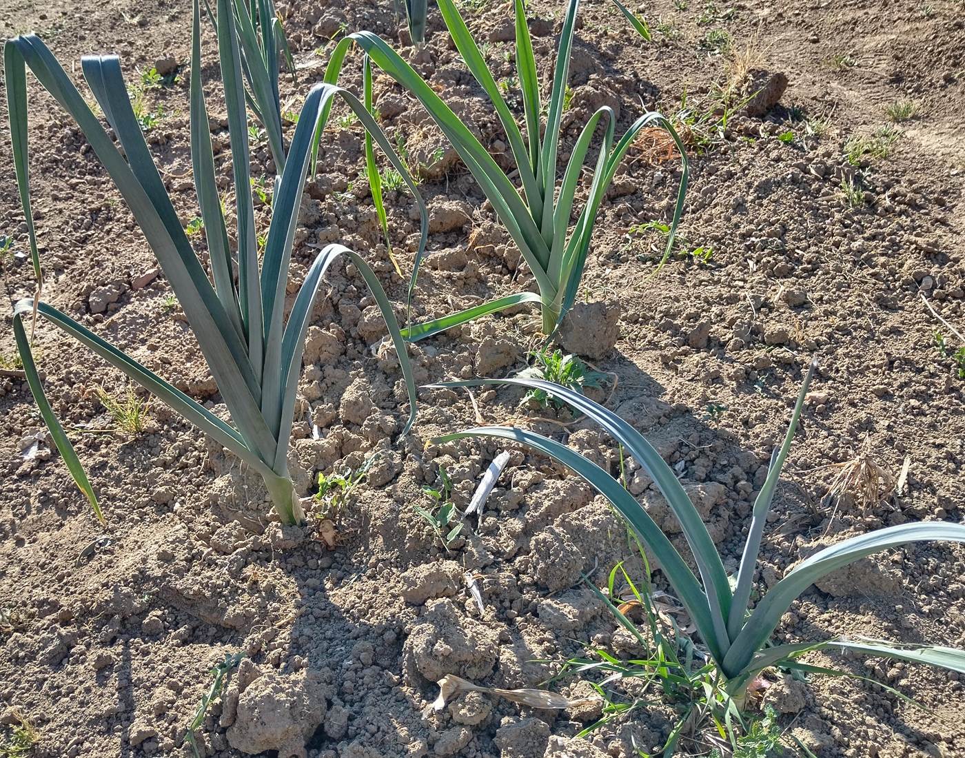 Légumes du potager "Le Coq du Nord -Mailhac"