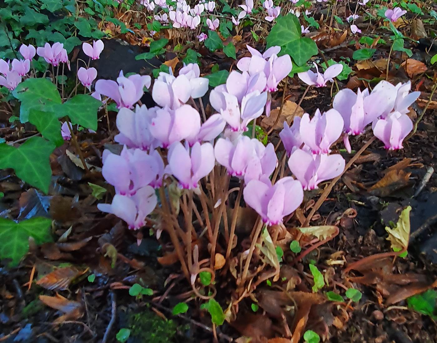Cyclamens de Naples