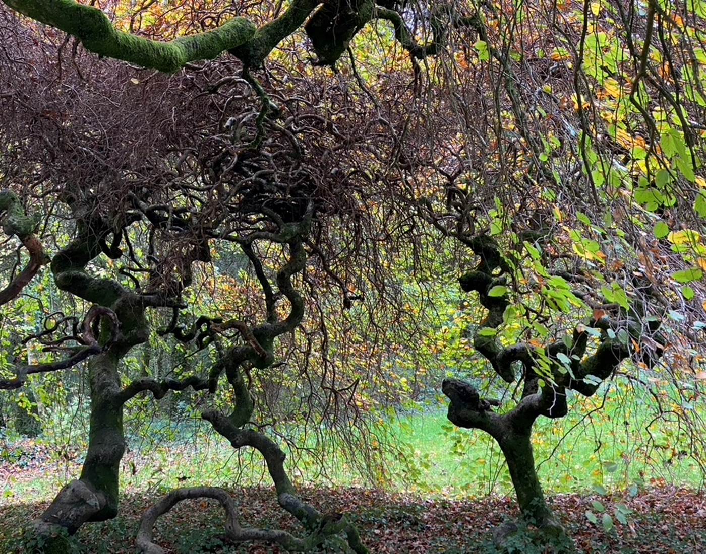 Le parc et ses arbres remarquables