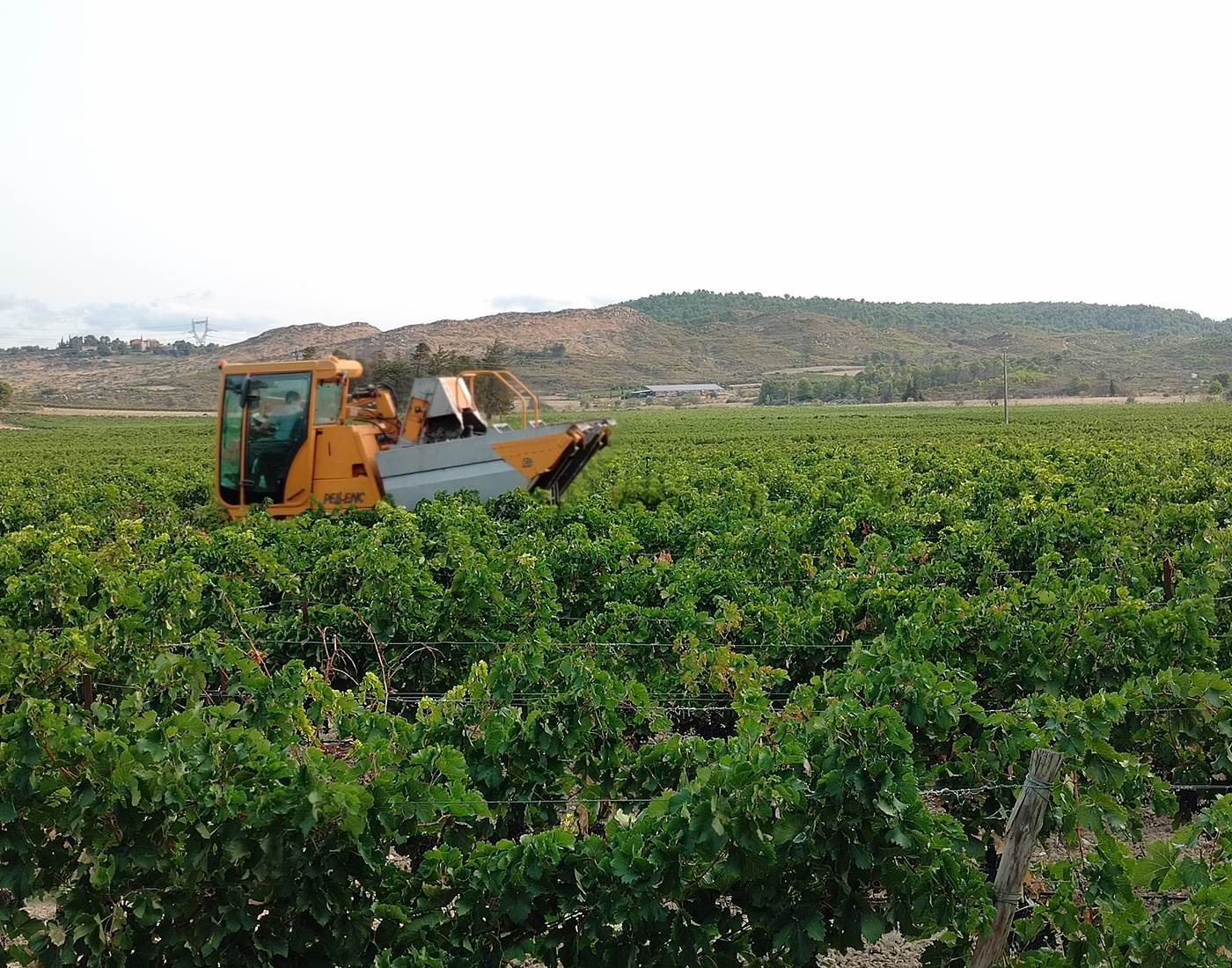 Petit déjeuner en observant les vendanges 🍇🍇🍇