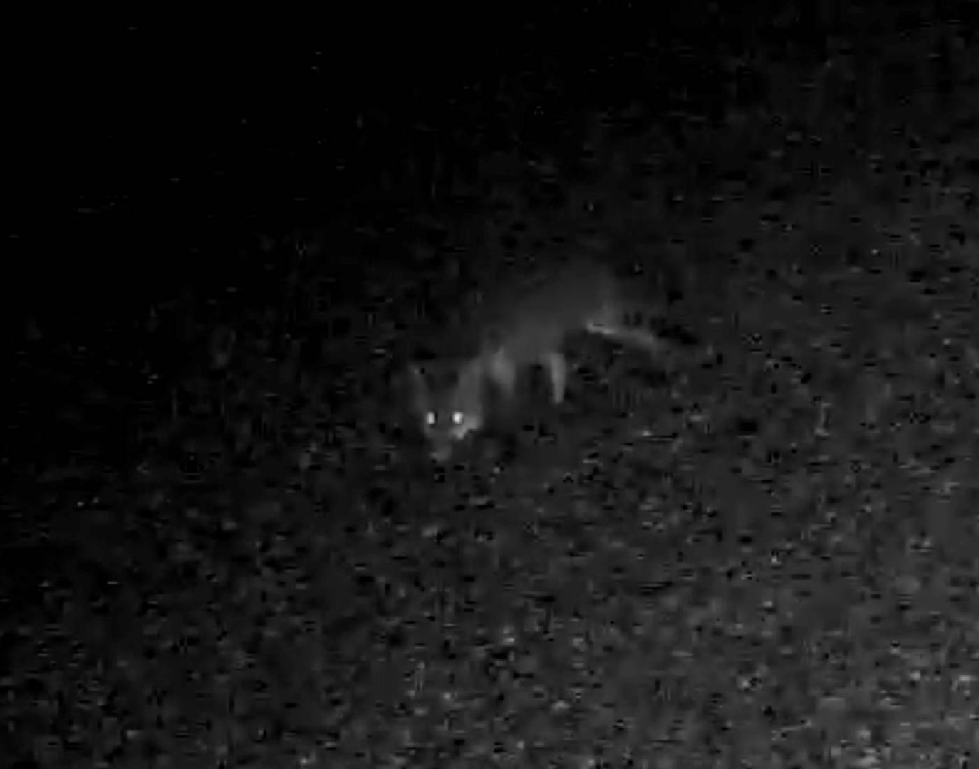 Le renard gourmand...