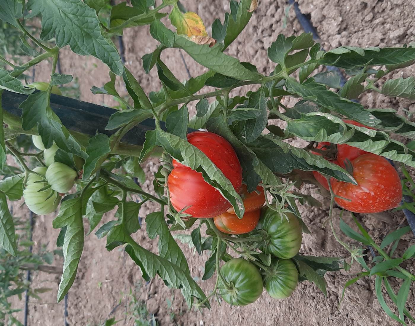 Le Coq du Nord - Mailhac et ses tomates du potager