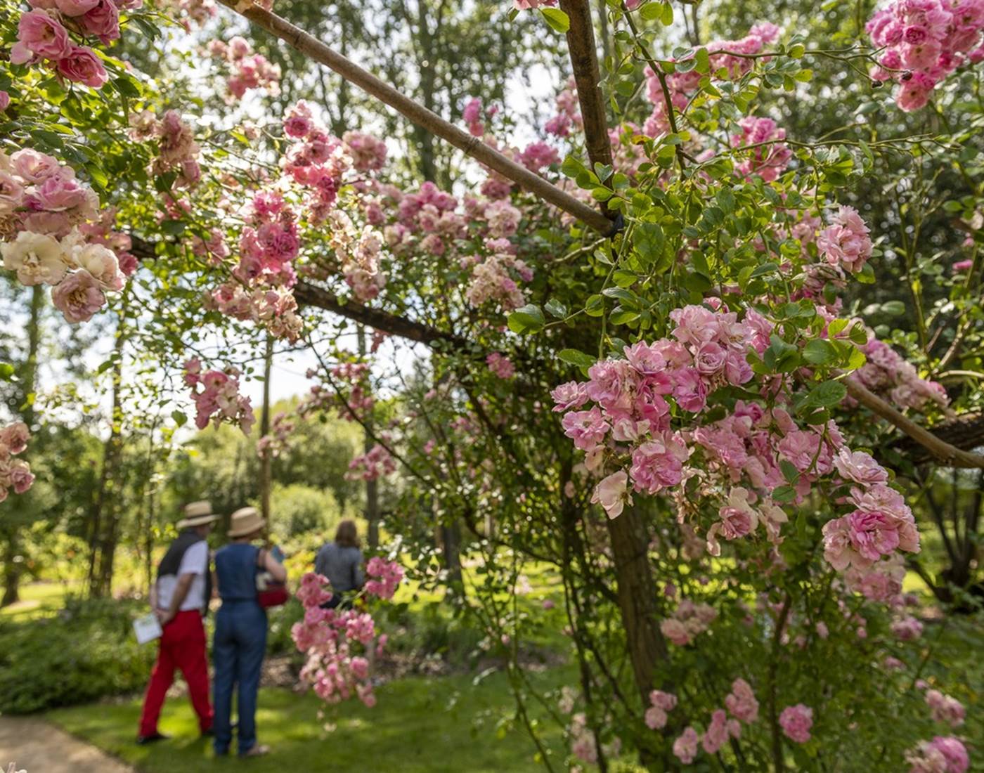 Les chemins de la rose