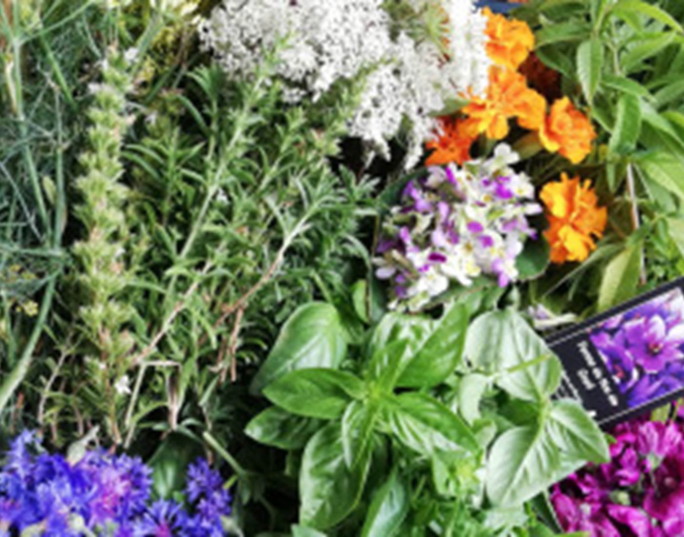 Jardins du Mas de Greil