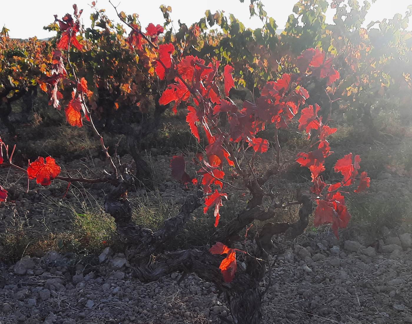 Vignes aux couleurs automnales