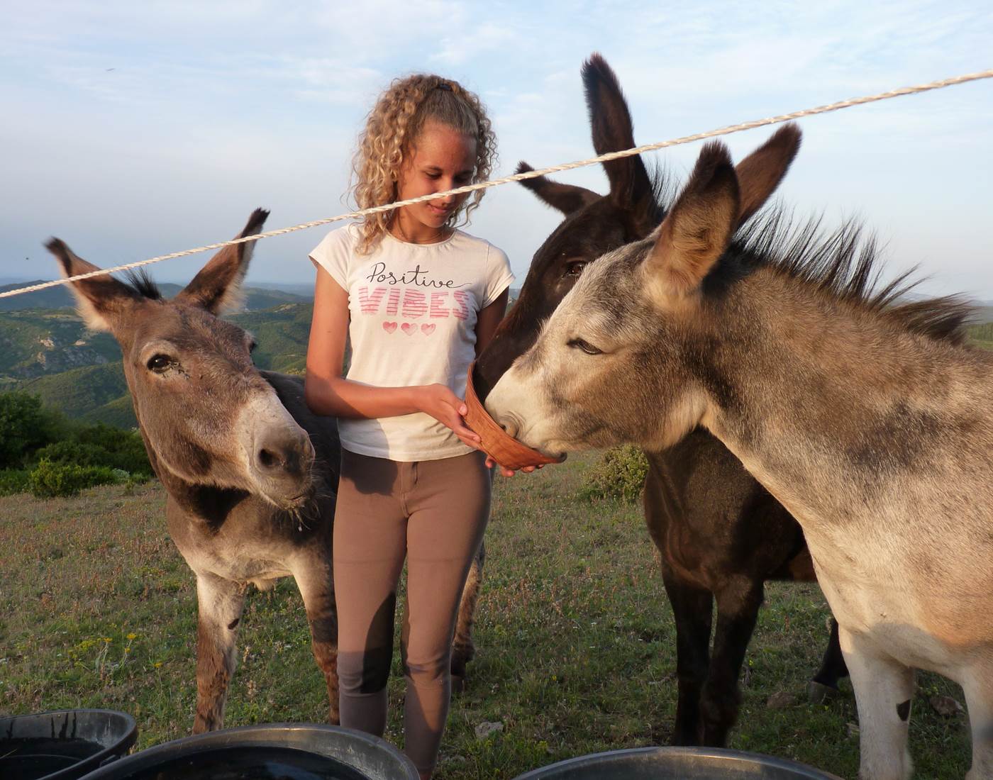 Les änes du Prat de Mu
