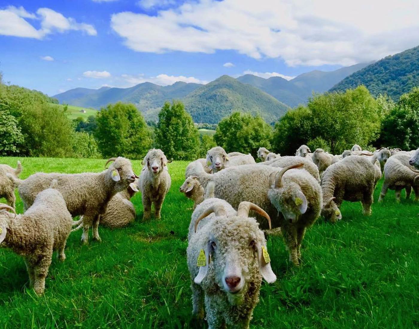 fermes-petits-producteurs-mohair