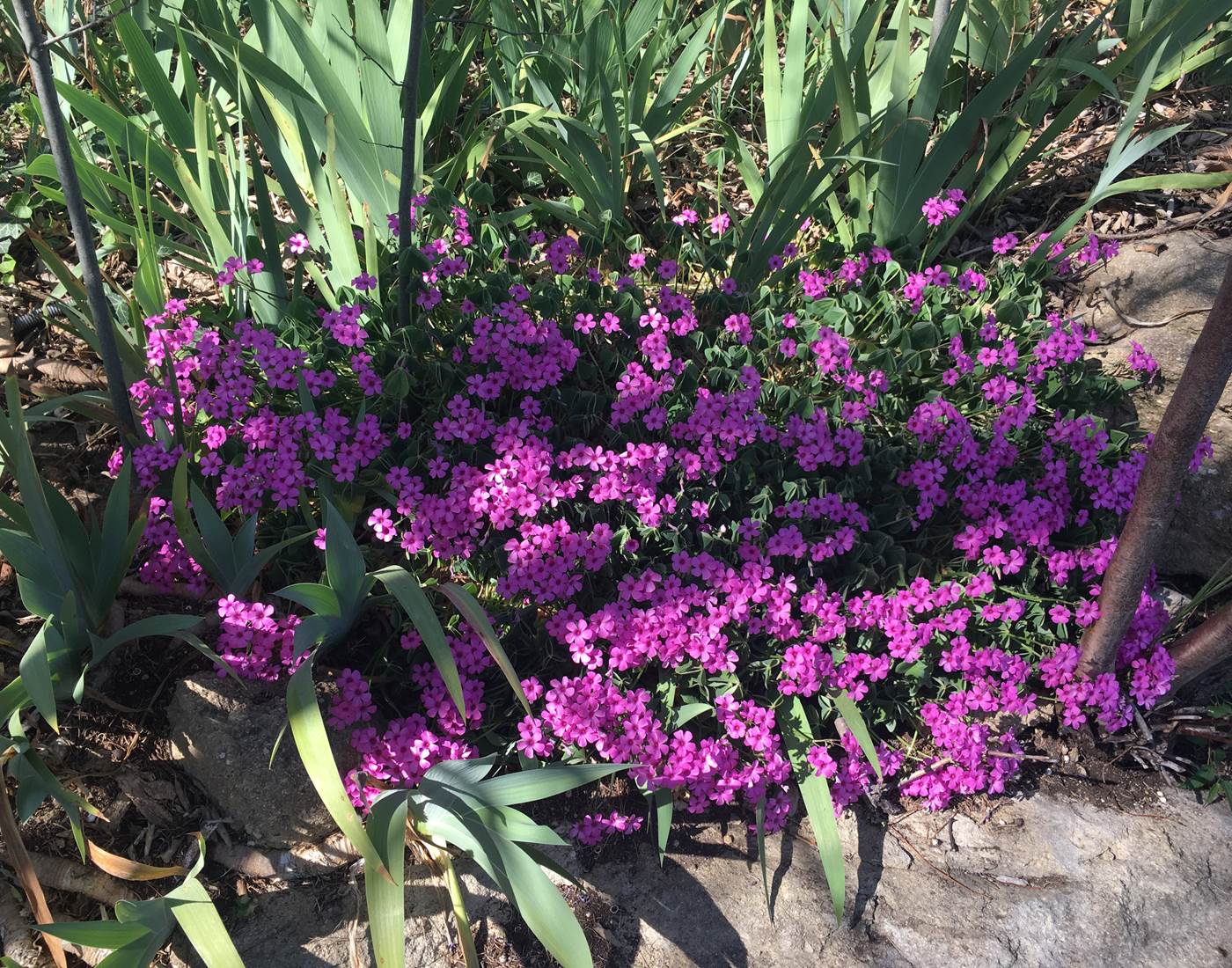 Les fleurs du jardin sont de sortie