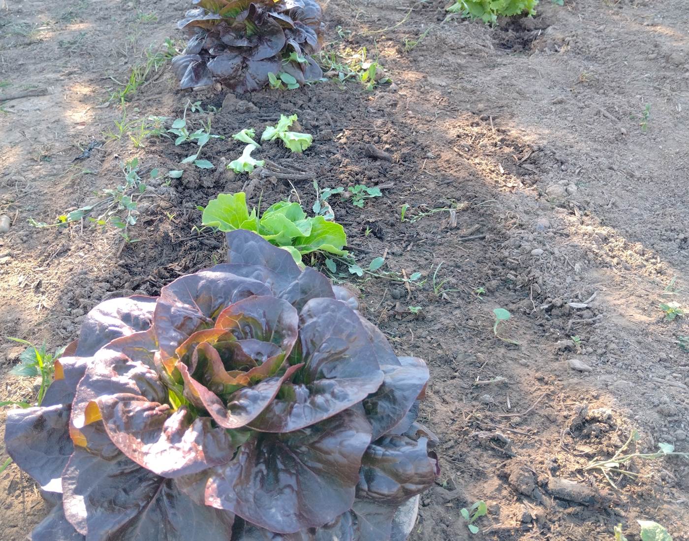 Les légumes du potager pour les tables d'hôtes du Coq du Nord -Mailhac