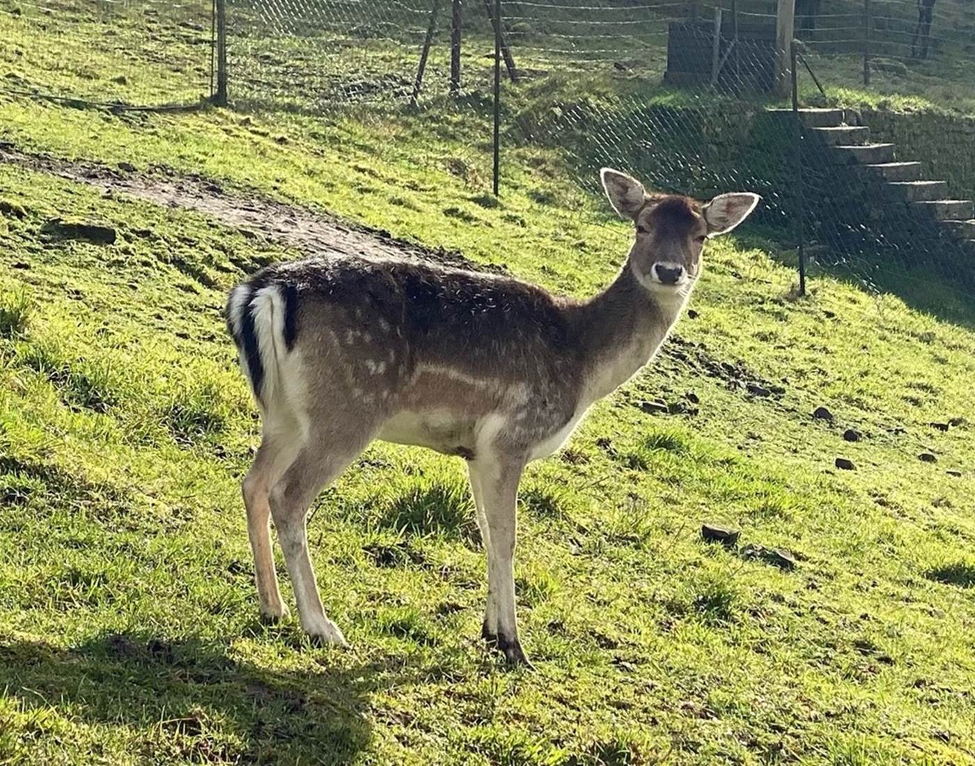 Le daim de la Manufacture Royale