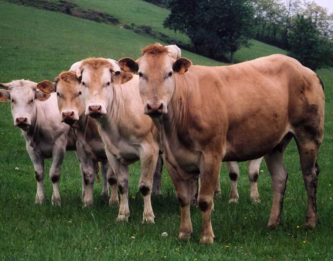 Animaux_blondes d'Aquitaine