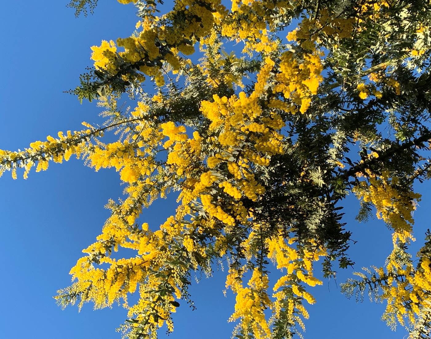 le mimosa s'exprime pleinement, avec soleil ou avec la pluie il nous offre sa splendide parure