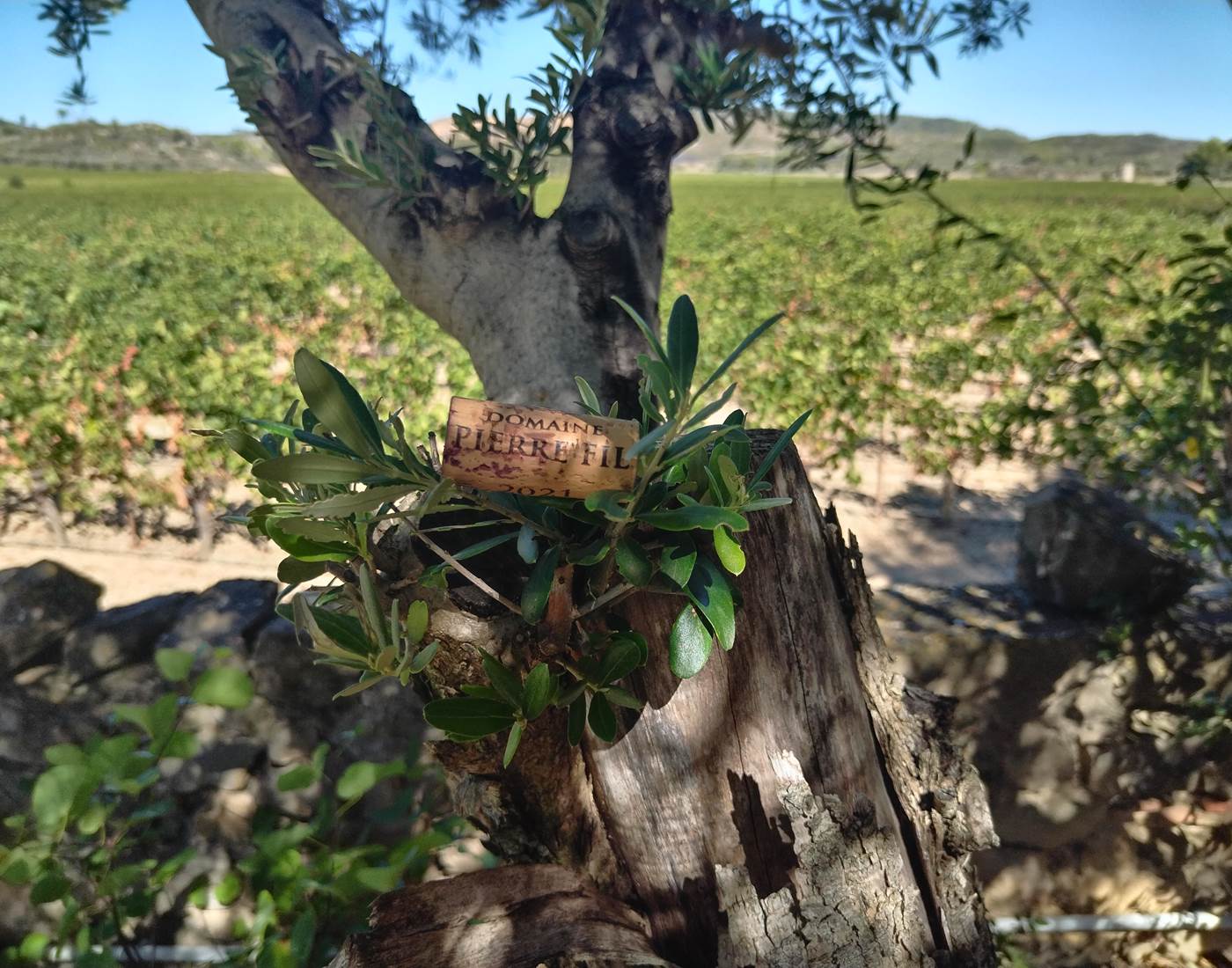 Le Bouchon Pierre Fil à Le Coq du Nord-Mailhac