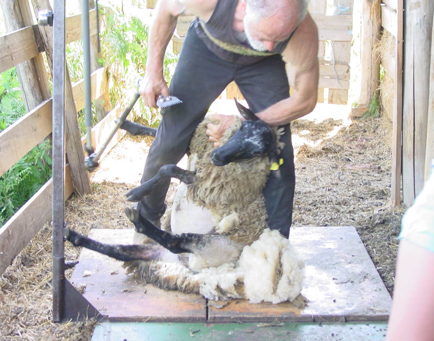 tonte des brebis, schapen scheren