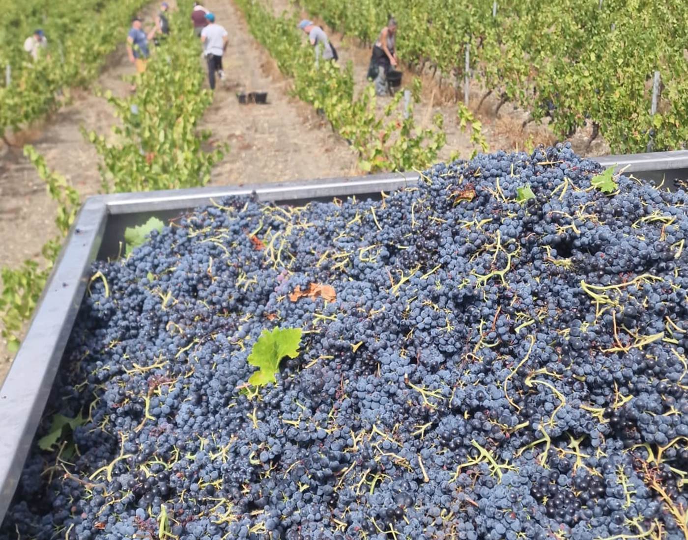 Récolte du Carignan de la Moulère