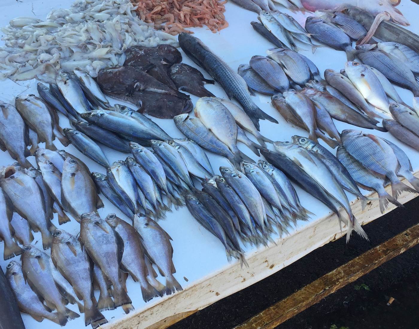 étales de poissons au port