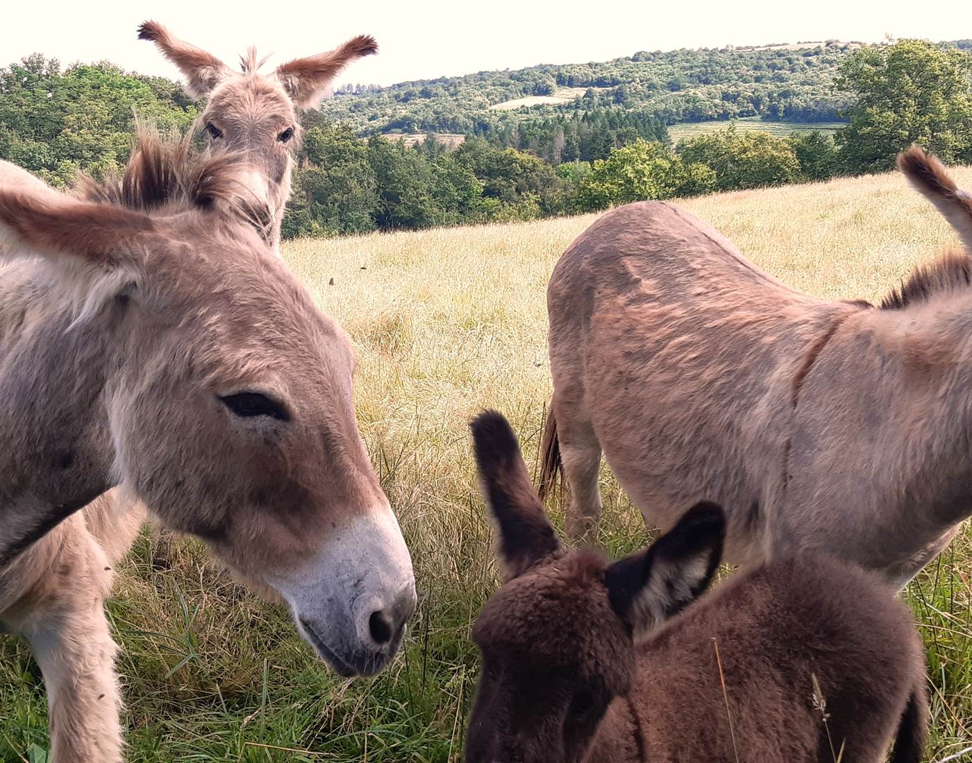 Les ânes
