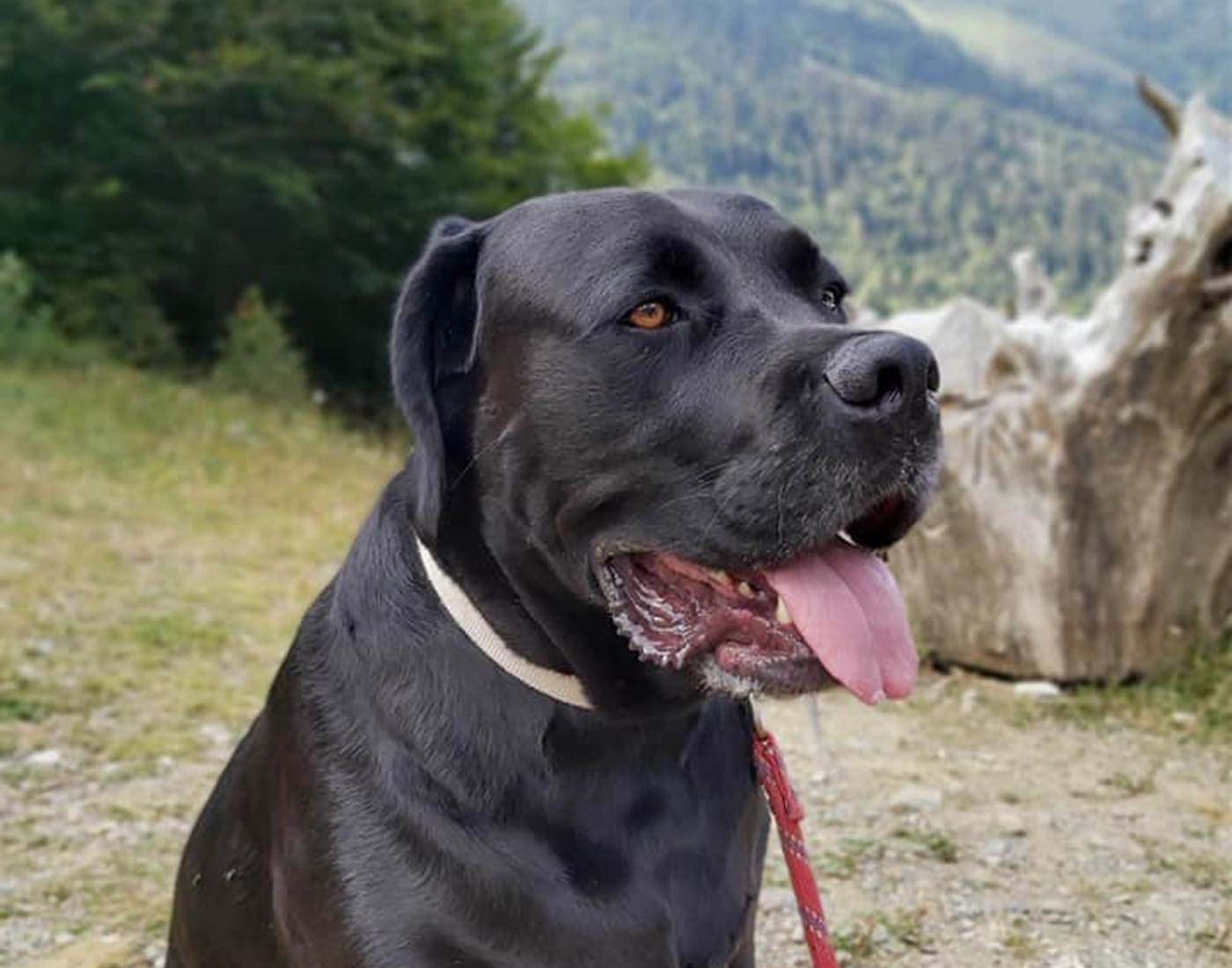 randos-avec-chien-montagne-Pyrénées