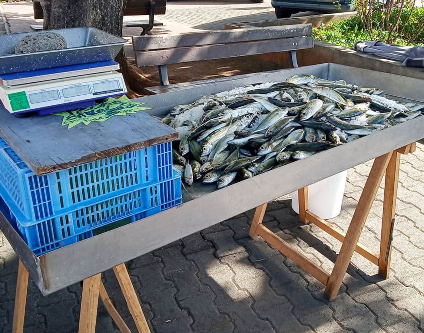 Terre Sainte Quartier Pécheur