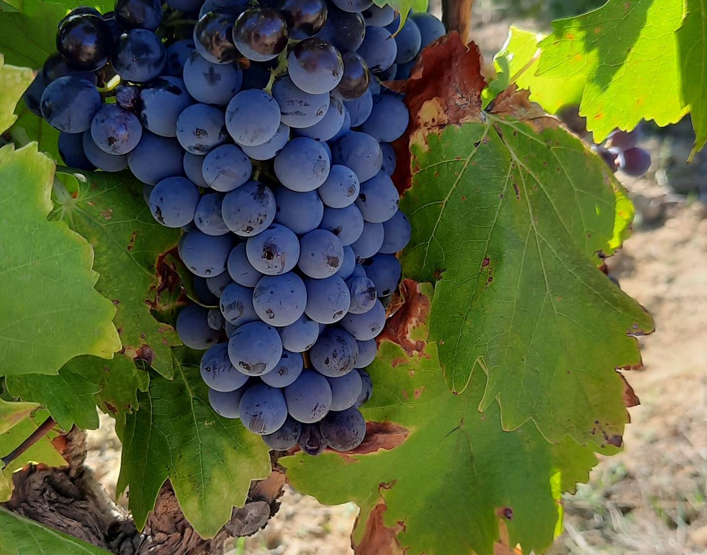 A la découverte du vin