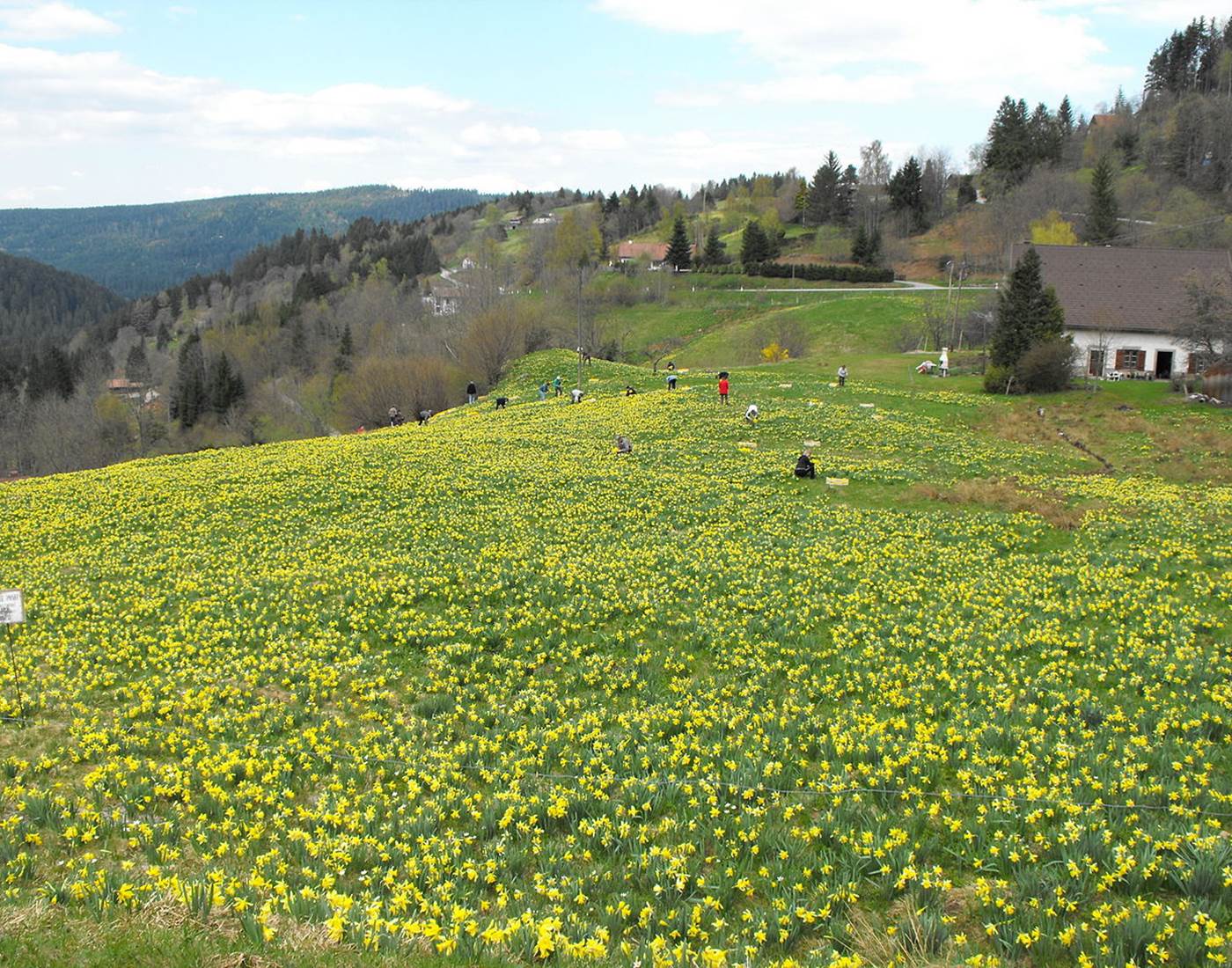Les prés remplis de jonquilles dans les vosges