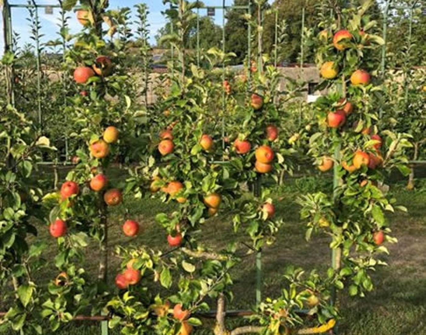 Pommiers en espalier