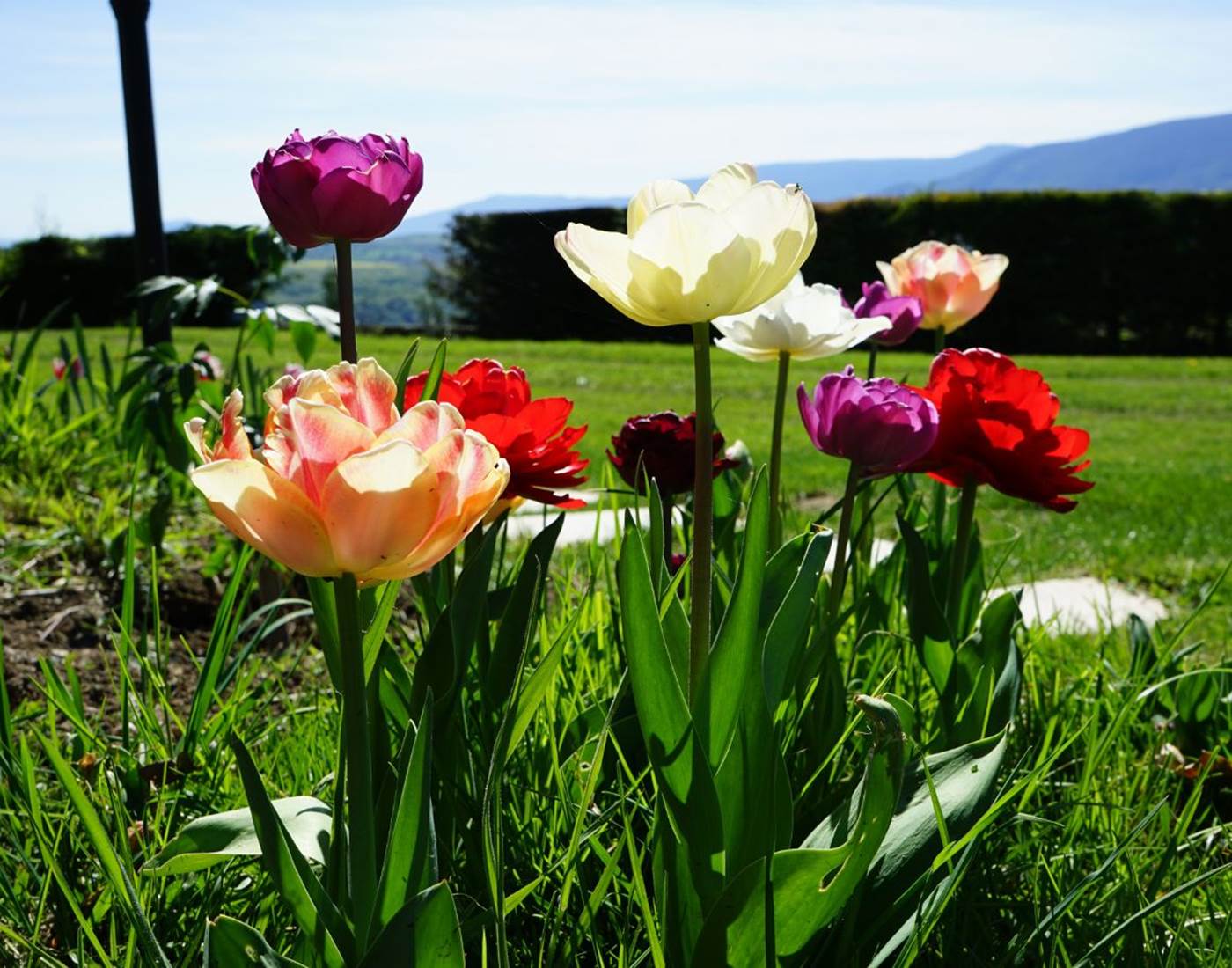 Tulipes au Manoir du Colombier