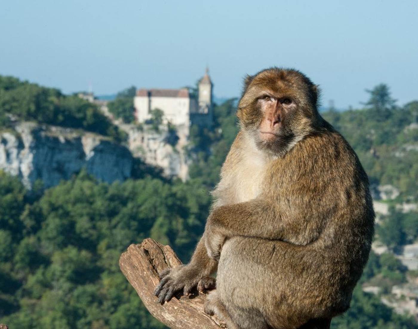 la_foret_des_singes_de_rocamadour_04624000_095624282