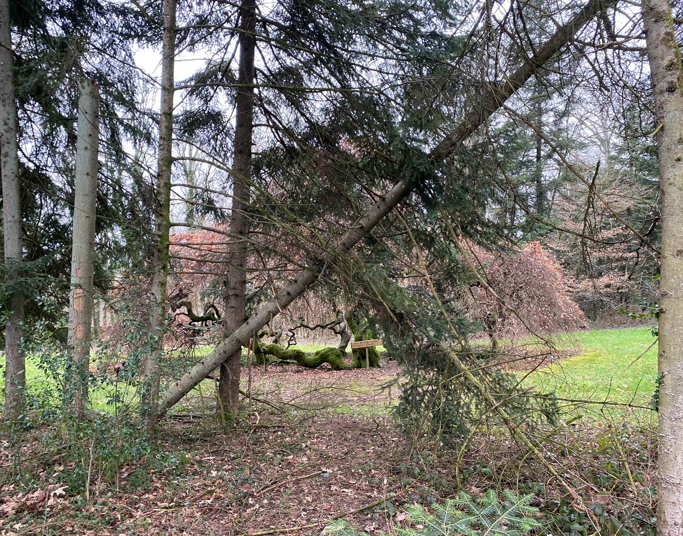 Sapin coupé en deux
