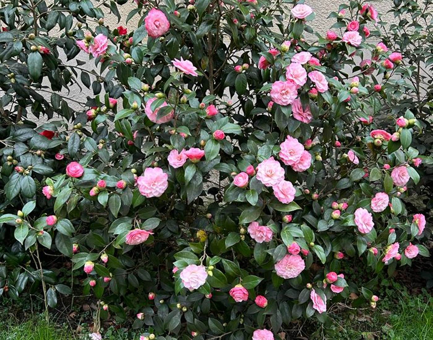 Camélia rose de la Manufacture