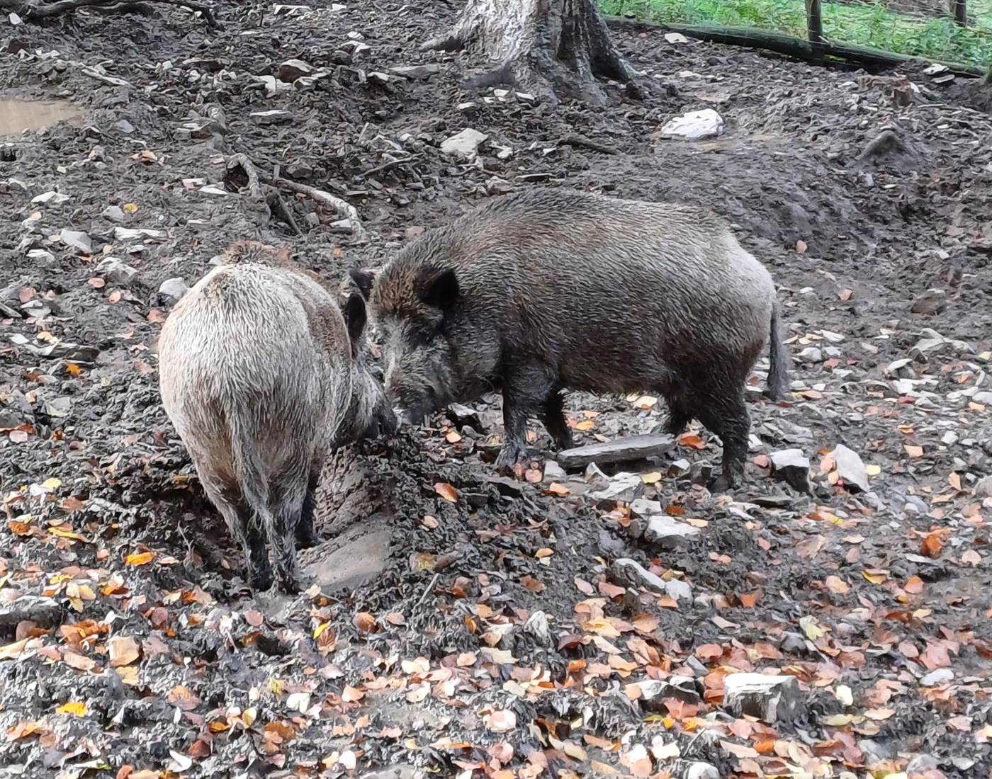 Parc Forestia - les sangliers