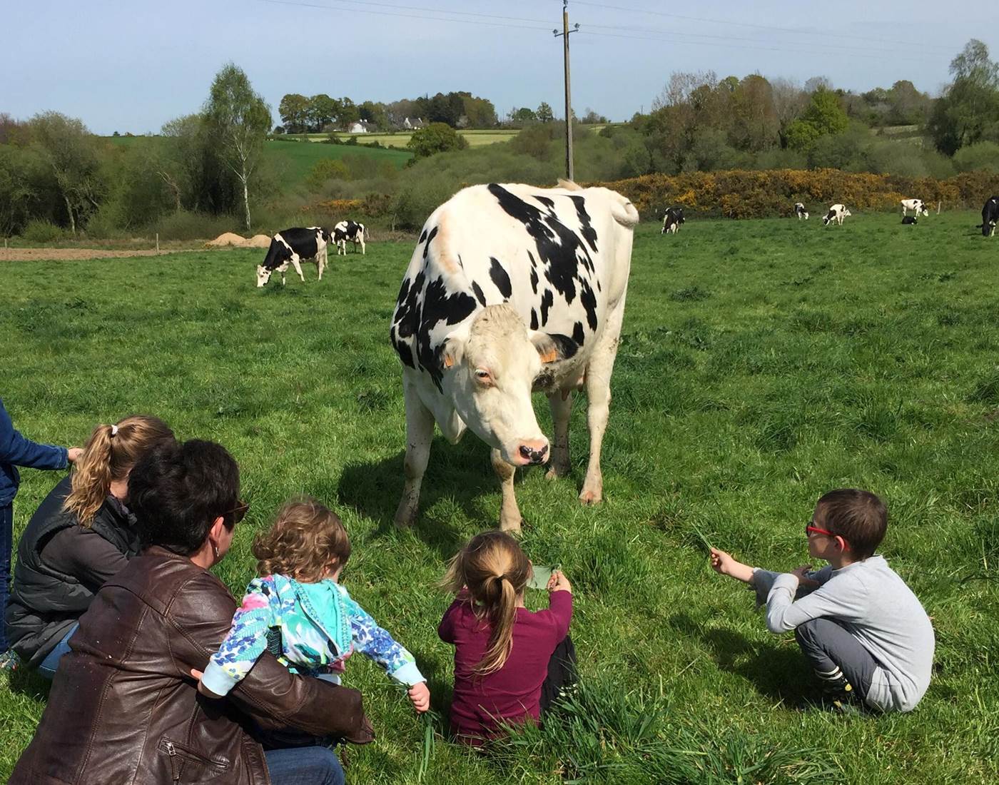 Bonjour les vaches !