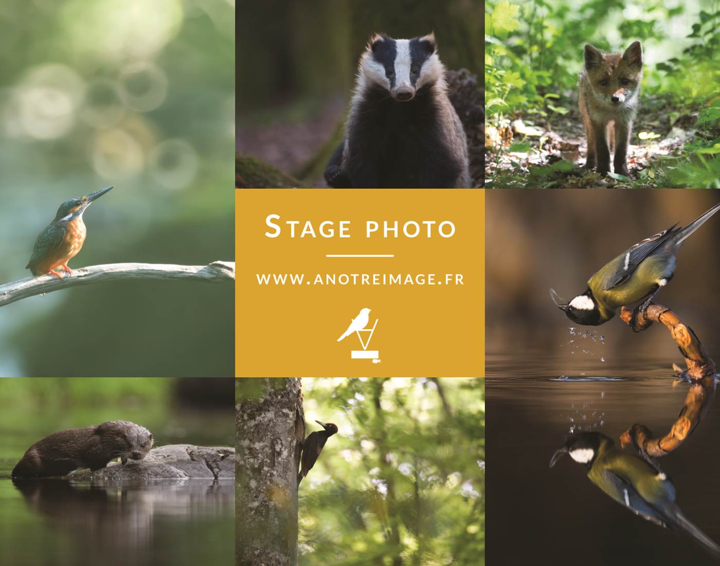 stage photo nature - Bastien Prévost photographe animalier