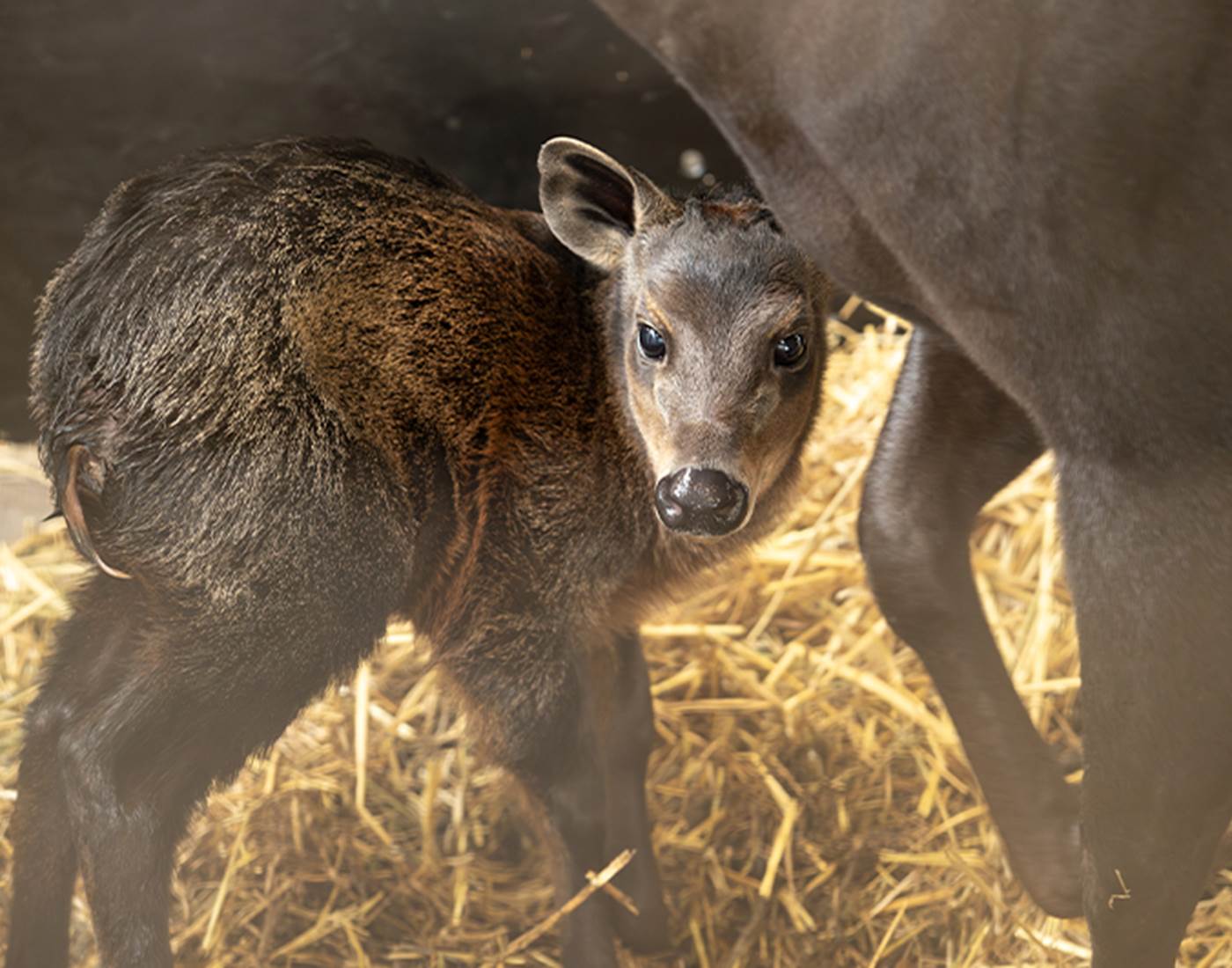 AU NOM DES DAMES - ZooParc de Beauval Bebe Cephalope