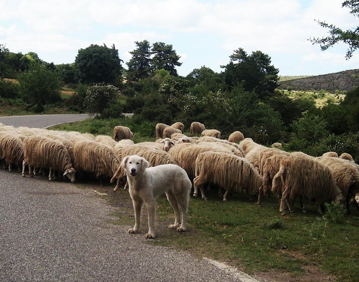 Transhumance Pyrénées