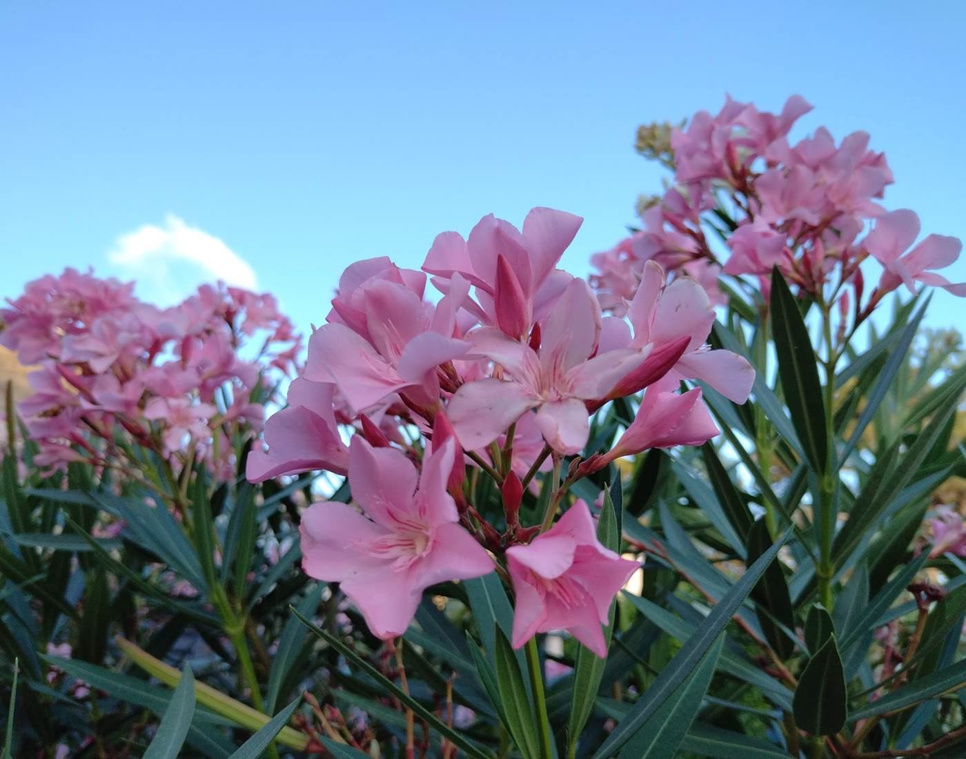 Les plaisirs de la nature au "Coq du Nord -Mailhac"