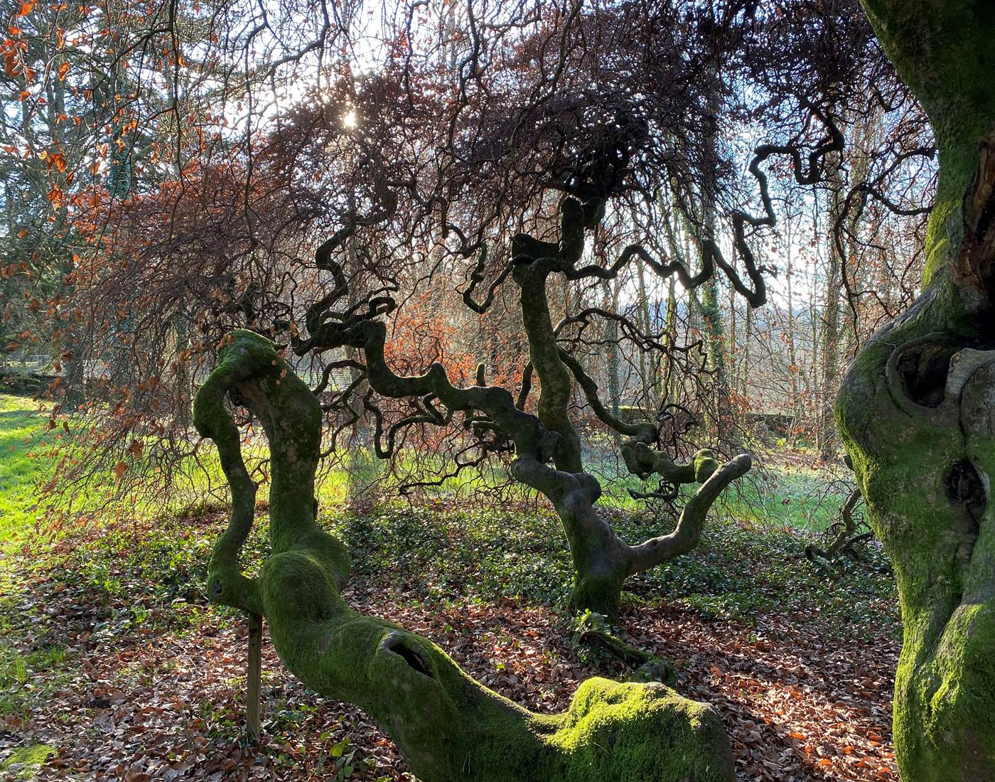 Hêtre tortillard, labellisé arbre remarquable de France