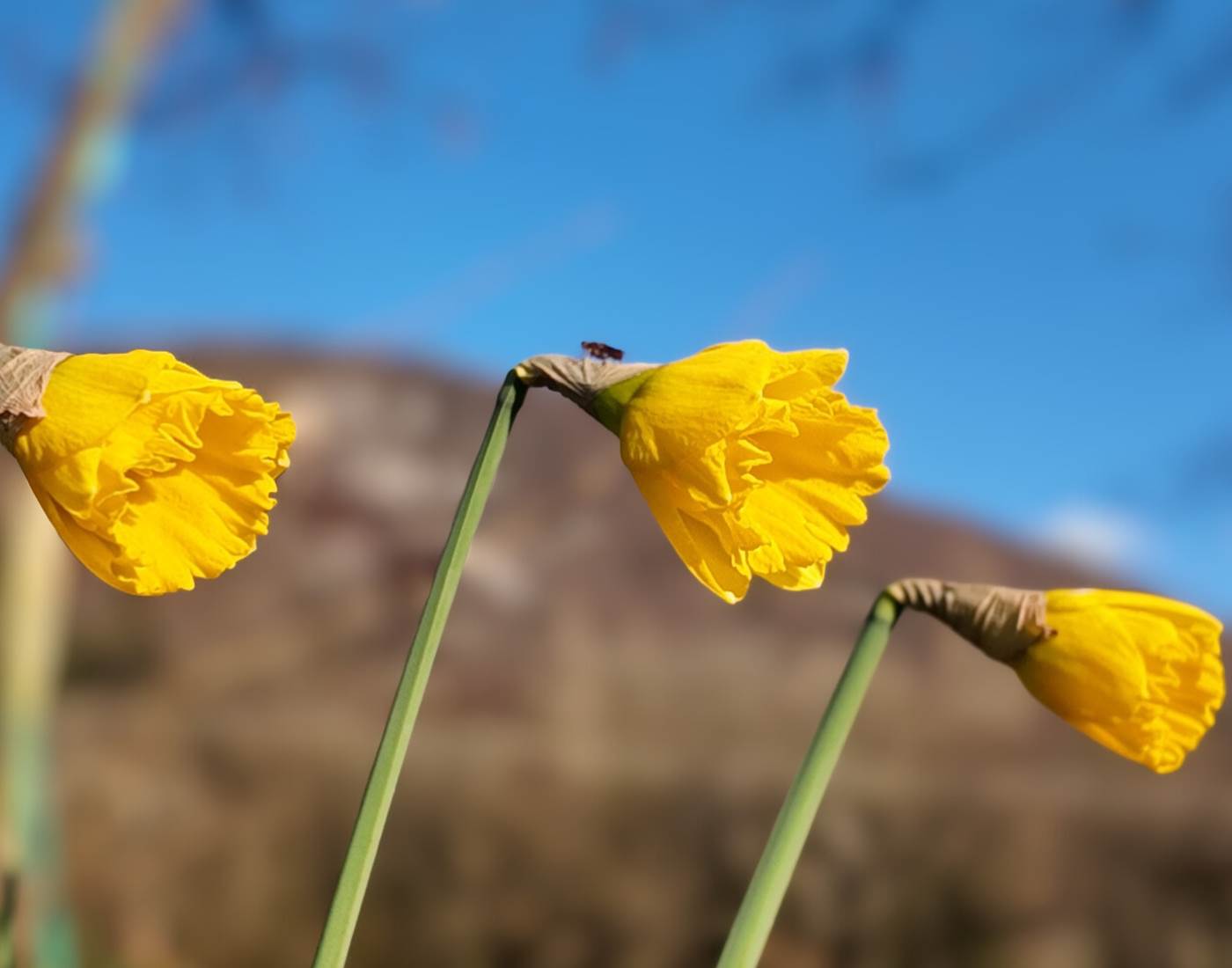 Jonquilles au pied du Grand Colombier au Manoir du Colombier