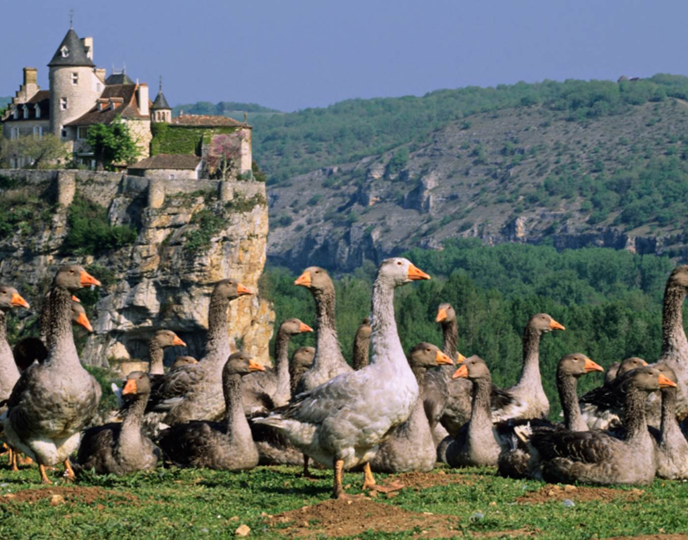 Les oies de la vallée de la Dordogne